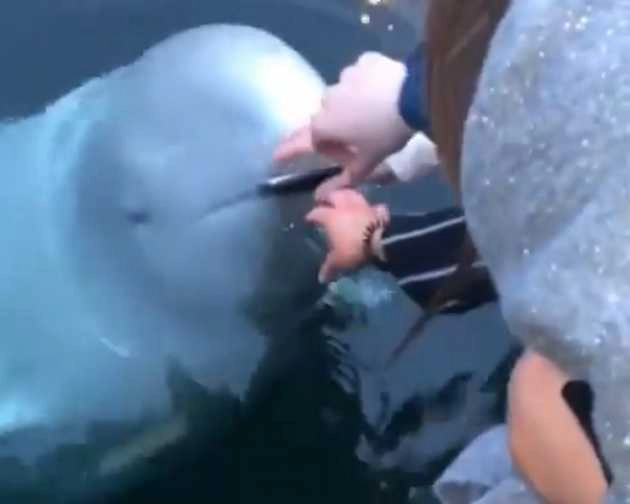 पानी में गिरा महिला का मोबाइल, व्हेल ने इस तरह लौटाया, वाइरल हुआ वीडियो - Whale returns phone droped in water, video viral