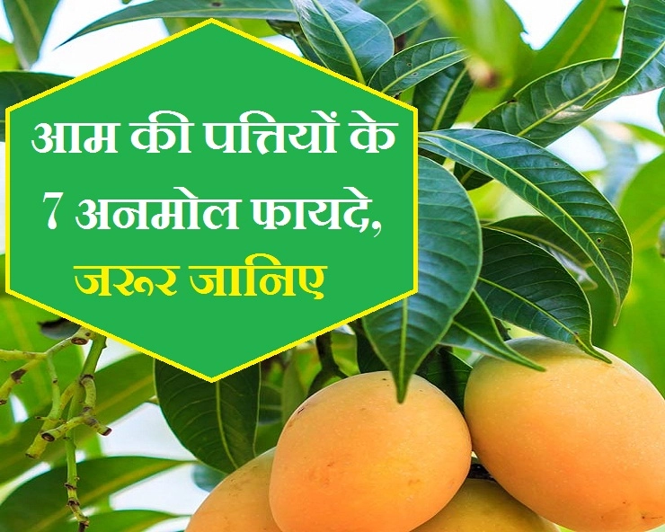 आम के सेहत लाभ तो जानते होंगे, अब जरा आम की पत्तियों के अनमोल फायदे भी जान लीजिए - 7 priceless benefits of mango leaves