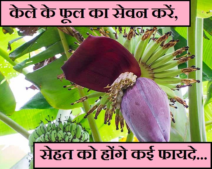 अगर केला खाते हैं तो केले के फूल के बारे में भी जरूर जानिए - 5 Amazing Health Benefits Of Banana Flowers