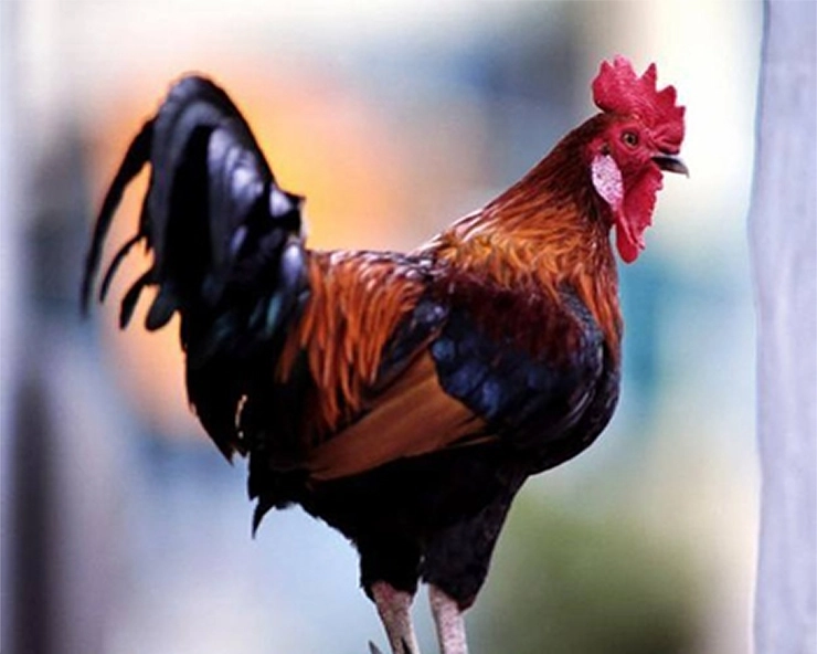 मुर्गे ने जूठा कर दिया खाना, गुस्से में पति-पत्नी ने खाया जहर - man eats poison due to cock