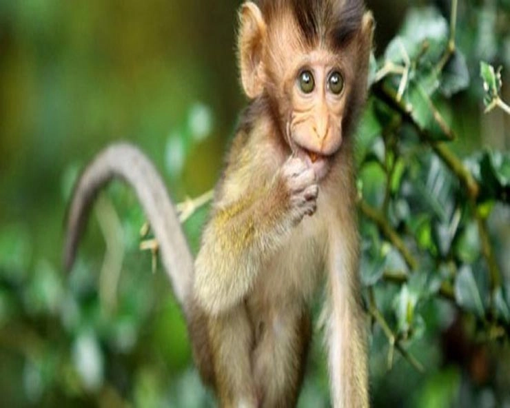 Monkey | असम में एक जलाशय से 13 बंदर मृत मिले, जहर देने का अंदेशा