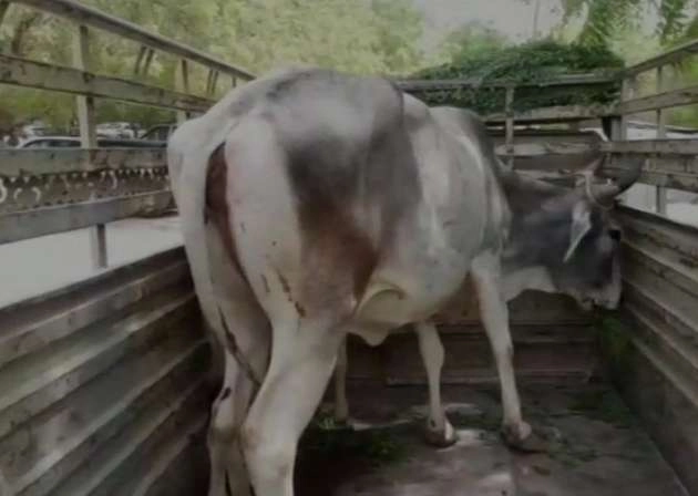 जोधपुर की अदालत में गाय की पेशी, जज ने सुनाया यह फैसला - A cow was produced before a local court in Jodhpur