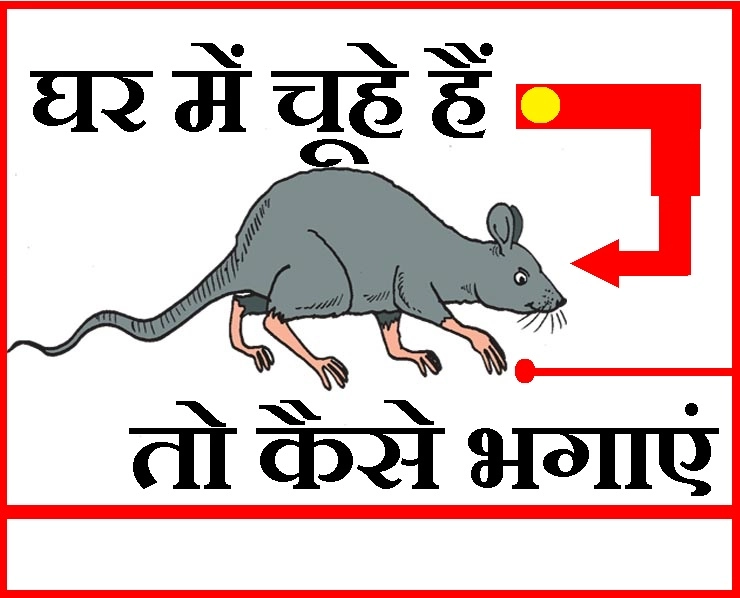 घर में चूहे हैं तो सिर्फ धन का ही नहीं बुद्धि का भी हो सकता है विनाश... - How to Get Rid of Rats