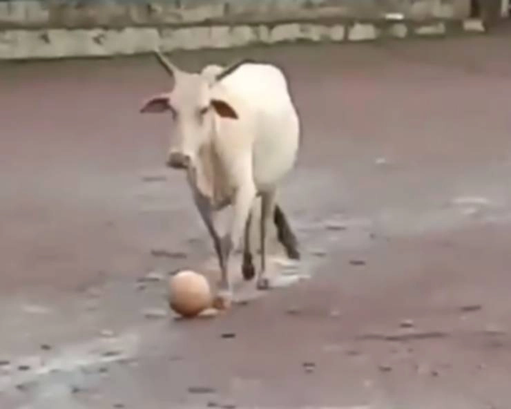 चौंका देगा वीडियो, गोवा में गाय भी खेलती है फुटबॉल