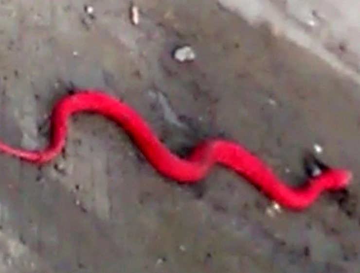 इंदौर में मिले लाल रंग के 'दुर्लभ' सांप का सच (वीडियो) - True of red snake in Indore