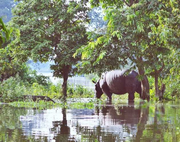 असम में भीषण बाढ़ का कहर, काजीरंगा नेशनल पार्क 90% जलमग्न - Assam Flood effects Kaziranga national park