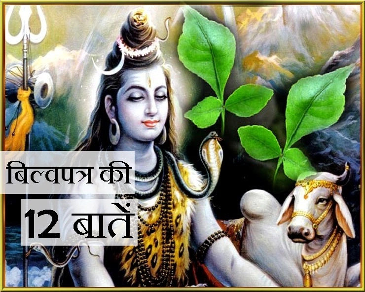 Shravan 2019 : बिल्वपत्र के पेड़ की ये 12 बातें पढ़कर चकित रह जाएंगे आप। belpatra tree - importance of belpatra