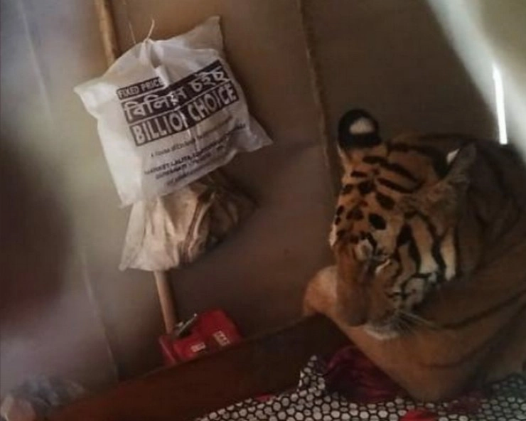 असम के काजीरंगा नेशनल पार्क में बाढ़ का कहर, जंगल छोड़ घर में घुसा टाइगर - Assam flood : Tiger entered in House to save himself from rain