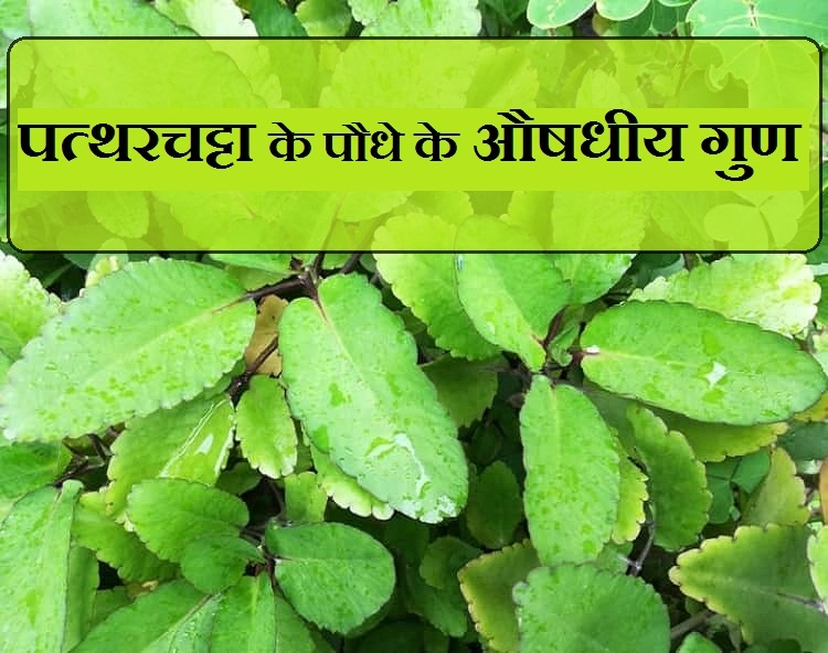 पथरी की समस्या को जड़ से मिटाए 'पत्थरचट्टा का पौधा' जानिए इसके औषधीय गुण - patthar chatta ke phaayade