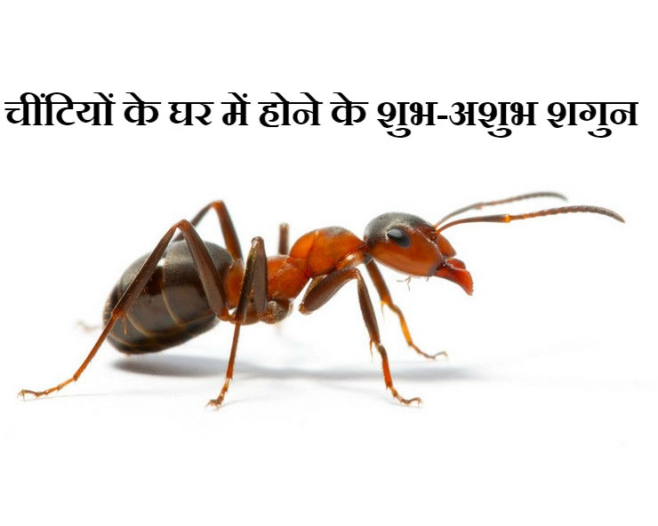 लाल चींटियों के घर में होने के 4 नुकसान और 5 फायदे | lal chiti ke sanket