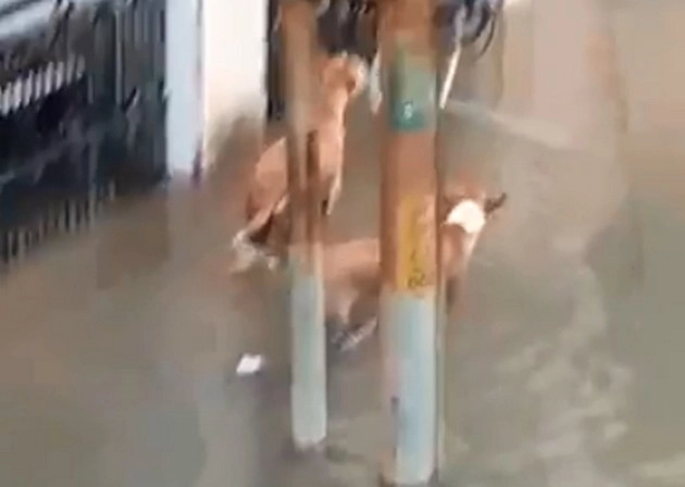 वडोदरा में सड़क पर तैर रहे मगरमच्छ, कुत्तों का कर रहे शिकार