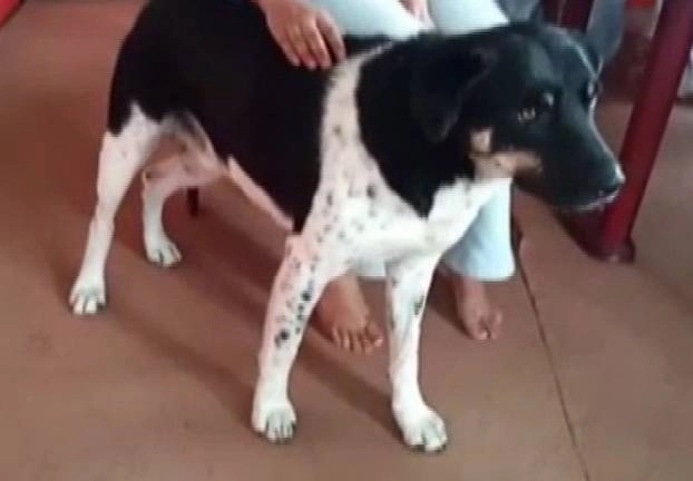 तेंदुए ने किया महिला पर हमला, पालतू कुत्ते ने बचाई जान - pet dog saved life of its owner in leopard attack