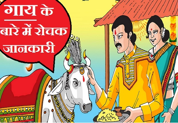 आप पक्का नहीं जानते होंगे गौ माता के बारे में यह 13 खास बातें, जानिए शकुन-अपशकुन भी। cow information in hindi - cow information