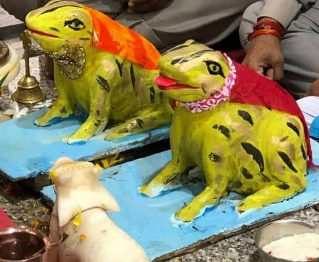 आफत की बारिश: पहले कराई मेंढक-मेंढकी की शादी, अब कराना पड़ा तलाक - Frog couple divorce in Bhopal