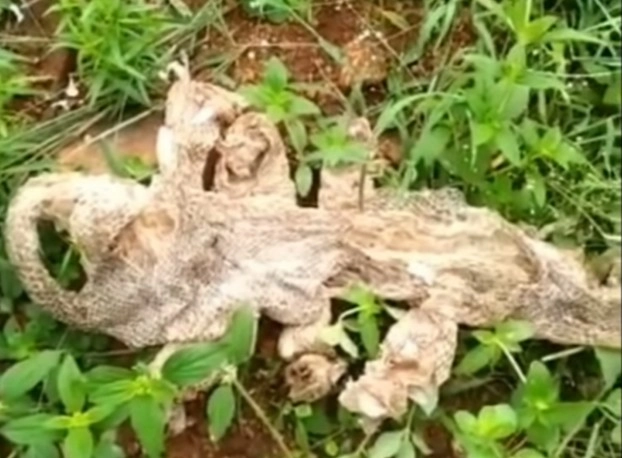 Snake | क्या सचमुच होते हैं 7 सिर वाले सांप? कर्नाटक में मिली केंचुली