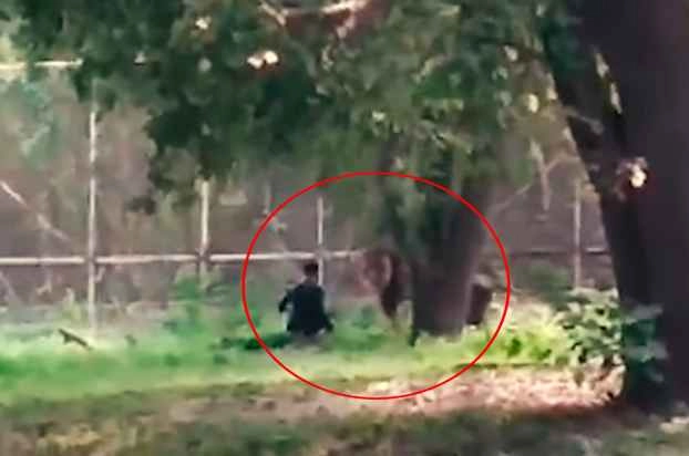 Video : दिल्ली के Zoo में शेर के बाड़े में कूदा युवक, मचा हड़कंप - delhi ncr a man jumped into lions domainb in delhi zoo official saved him after using tranquilizer