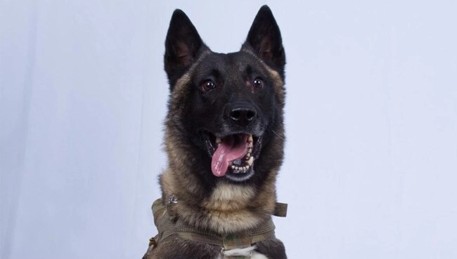 ISIS चीफ बगदादी के खात्मे के मिशन का हिस्सा था बहादुर कुत्ता, ट्रंप ने Twitter पर शेयर किया फोटो