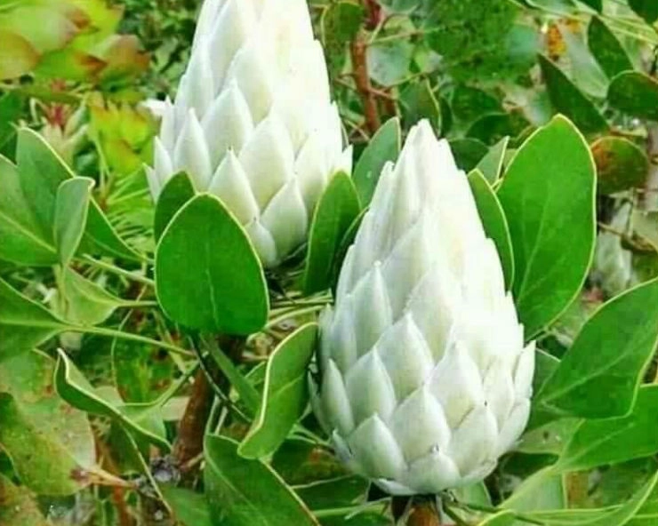 क्या वाकई यह 'दुर्लभ' फूल 400 साल में एक बार खिलता है...जानिए सच... - Mahameru Pushpam Rare Himalayan Flower Blooms Once in 400 years, fact check