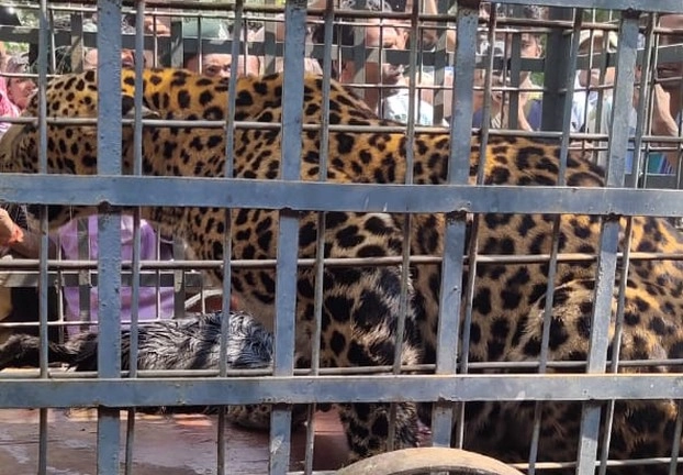 Leopard | नरभक्षी तेंदुआ पकड़ाया, 3 दिन पहले किया था मासूम का शिकार
