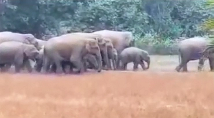 MP : बांधवगढ़ टाइगर रिजर्व में 1 साल से आतंक मचा रहा है जंगली हाथियों का दल