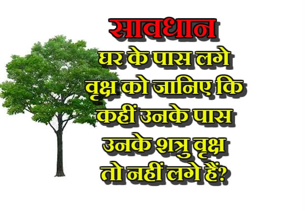 lal kitab  अनुसार किस पौधे के पास कौनसा पौधा और घर के आसपास होना चाहिए कौनसे वृक्ष, जानिए - plantation for lal kitab