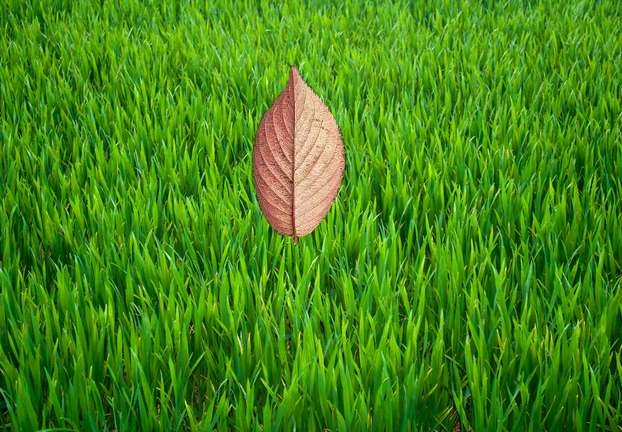 Motivational Story : पत्ता बना जब घास की पात - Grass And Leaf