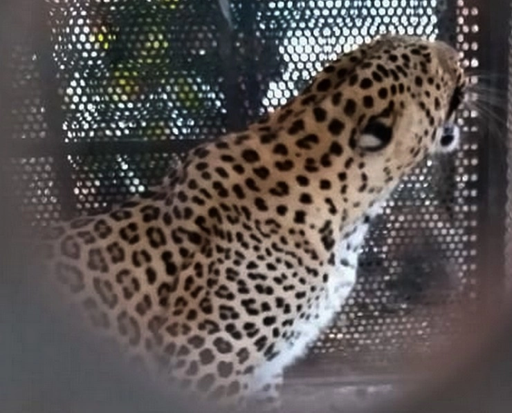 Leopard | धार में गिरफ्त में आया तेंदुआ, 7 वर्षीय बच्‍चे का किया था शिकार