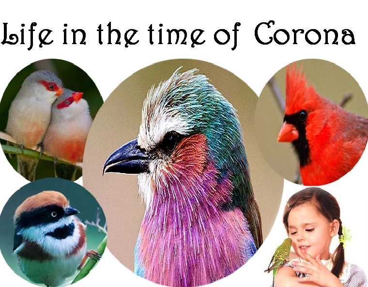life in the times of corona : आपदा में आशीर्वाद, चहकती चिड़ियों का कलरव