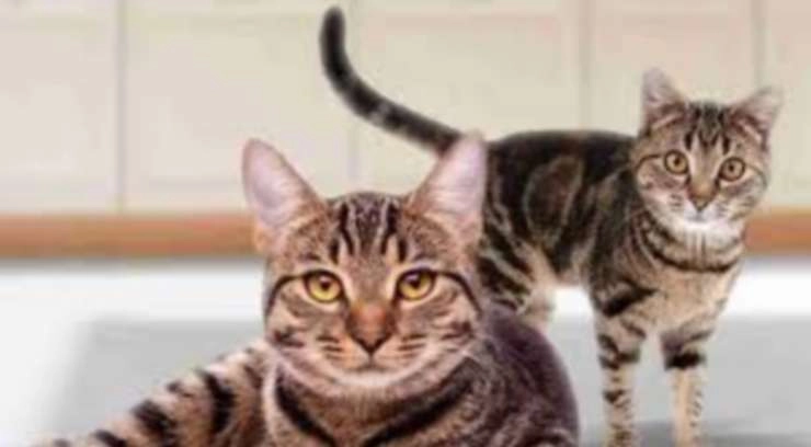 न्यूयॉर्क में 2 बिल्लियां भी Corona virus से संक्रमित