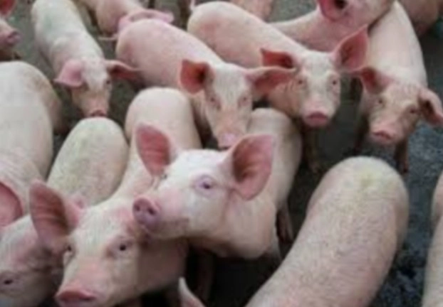 भारत में अफ्रीकी स्वाइन फीवर का पहला मामला सामने आया, असम में 2500 सूअरों की मौत