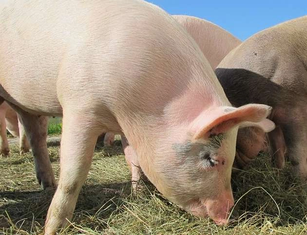 असम में अफ्रीकी स्वाइन फ्लू का कहर, 13 हजार से ज्यादा सू्अरों की मौत - Assam African swine flu