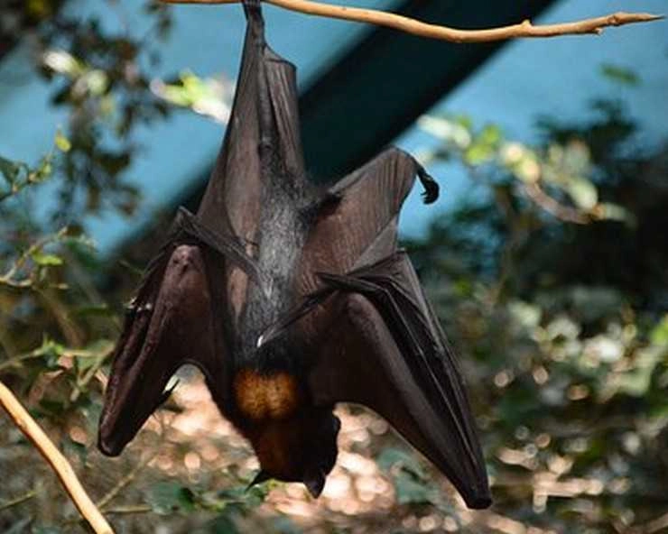 UP : कोरोना काल में चमगादड़ों की संदिग्ध परिस्थितियों में मौत, लोगों में दहशत - bats death in up