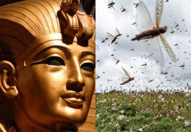 प्राचीन काल में इजिप्ट के राजा फ़िरौन के समय इसलिए हुआ था टिड्डियों का अटैक - Grasshopper attack in egypt ancient time