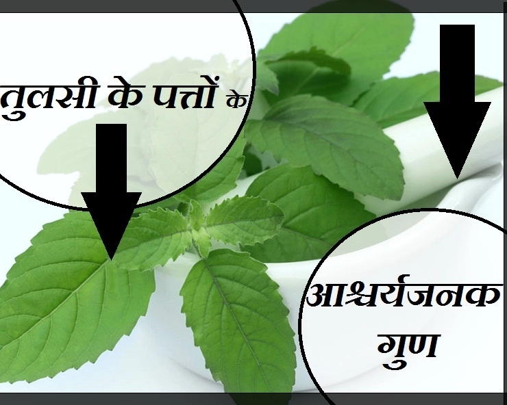 Health Tips : जानिए तुलसी के पत्तों के आश्चर्यजनक फायदे - 5 health benefits of tulsi leaves