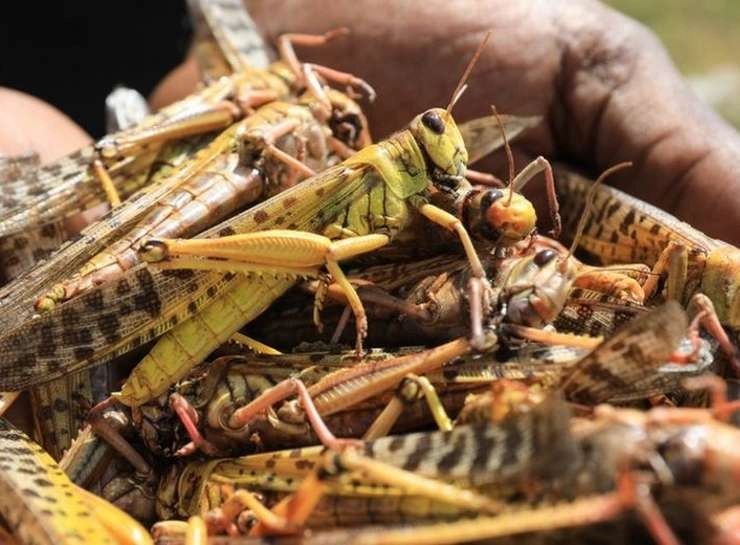 कोरिया जिले में सफल नहीं हो सके टिड्डी दल के मंसूबे, कर्नाटक हुआ बेफिक्र - Locust Squad plans could not succeed in Korea district