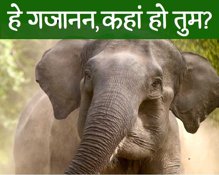 pregnant wild elephant dies in kerala : हे गजानन, अरज सुनो हमारी... - pregnant wild elephant dies in kerala