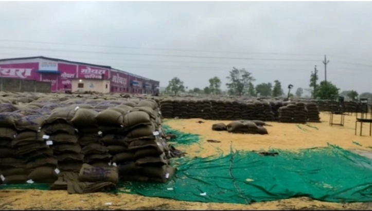 Nisarg Cyclone : मध्यप्रदेश में किसानों पर बारिश की मार,खरीदी केंद्रों पर पड़ा हजारों क्विंटल गेहूं बर्बाद - Madhya Pradesh : Thousand quintals of wheat waste from rain at the purchasing centers