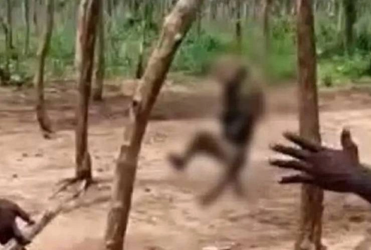 पशु क्रूरता की पराकाष्ठा, युवकों ने बंदर को फंदे पर लटकाकर हत्या की