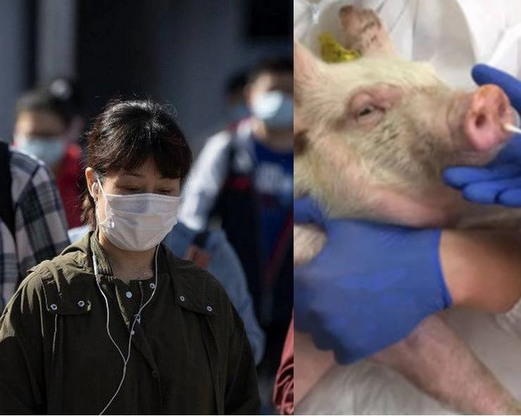 कोरोना काल में चीन में सामने आया फ्लू का नया वायरस, वैज्ञानिकों ने दी महामारी फैलने की चेतावनी - chinese researchers warn of new virus in pigs