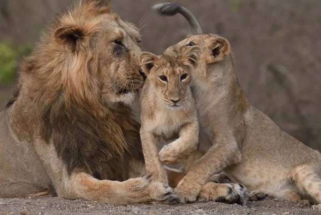 गुजरात के गिर में शेर के 2 शावकों की कुएं में गिरकर डूबने से मौत - 2 lion cubs drown after falling into open well in Gir