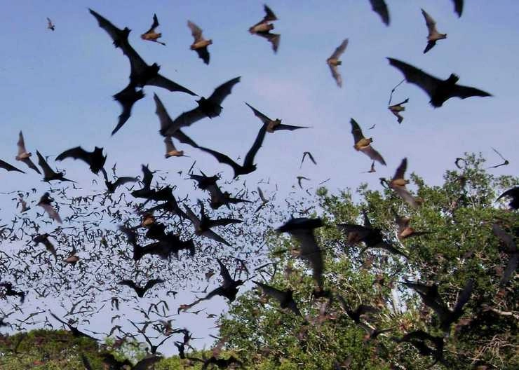 Bats | चमगादड़ों को पकड़ कर अगली महामारी रोकने चले वायरस हंटर