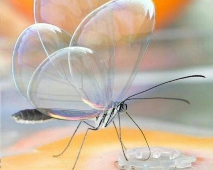 Fact Check: सोशल मीडिया पर वायरल Translucent Butterfly की तस्वीर का सच जानें... - Translucent Butterfly pic goes viral in social media, fact check