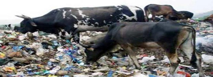कैसे कम होंगे भारत में मौजूद कचरे के पहाड़ - How will the mountains of garbage present in India be reduced?