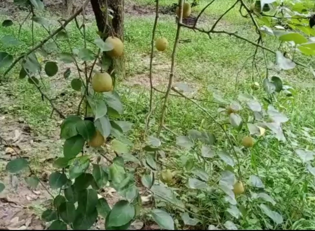 Pear | कोरोनावायरस काल बना किसानों के लिए प्रलय, पेड़ों पर ही सड़ गए लाखों के फल