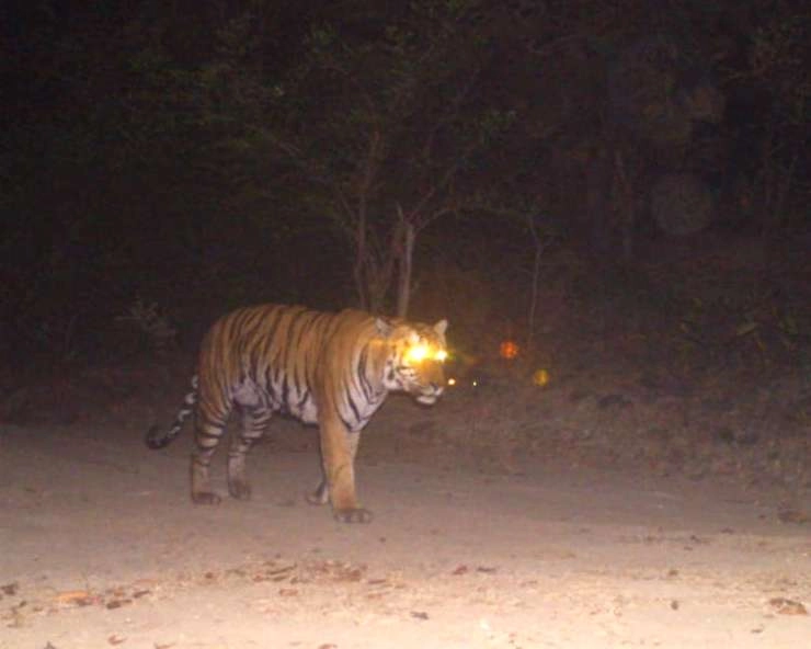देवास जिले में बढ़ा बाघों का कुनबा, बाघों से पहचान है बागली की