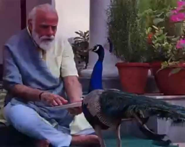 सोशल मीडिया पर दिखा PM मोदी का मोर प्रेम, वीडियो के साथ शेयर की यह कविता - PM Modi Shares Video Of His Bond With Peacocks