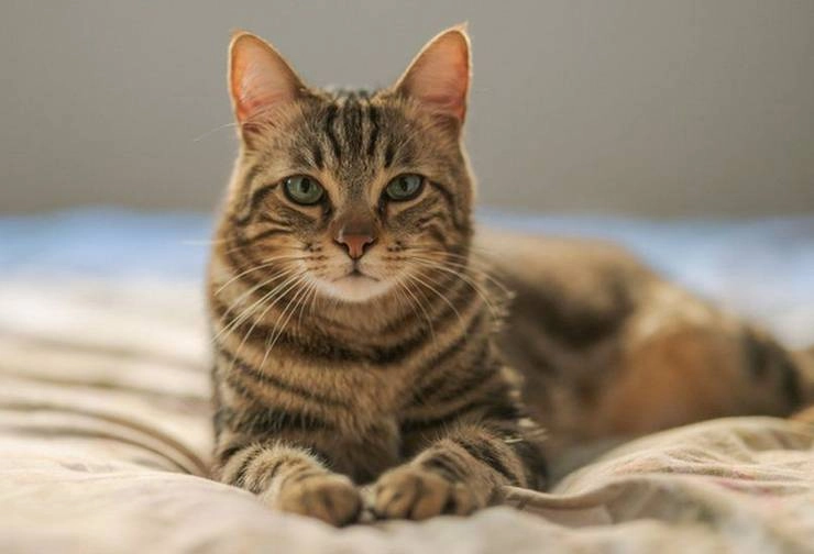 बिल्लियों के इलाज में इस्तेमाल होने वाली दवा Coronavirus के खिलाफ भी कारगर - The drug used to treat cats also works against the corona virus