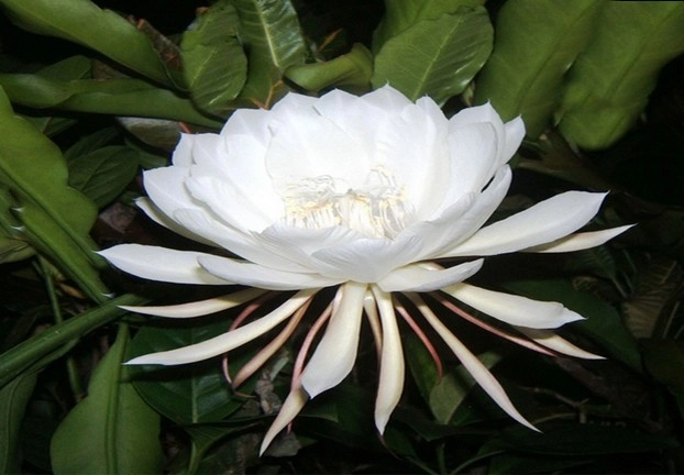 brahma kamal flower