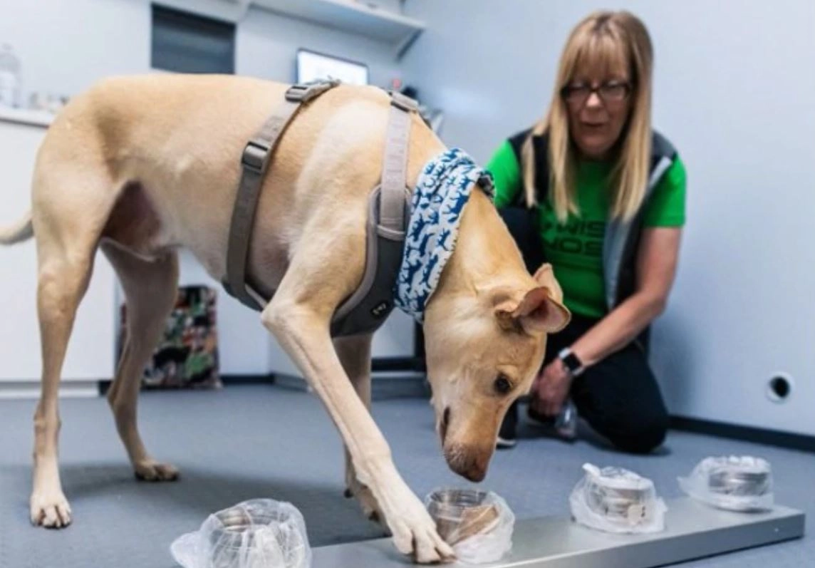फ‍िनलैंड में अब कुत्‍तों ने शुरू की कोरोना वायरस की जांच