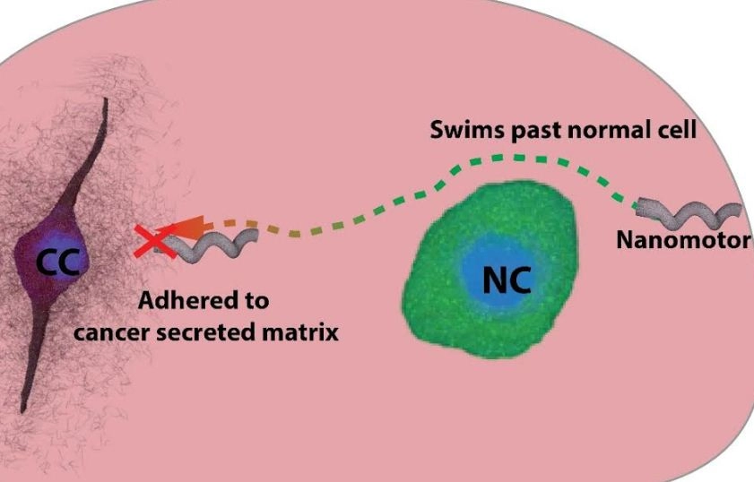 कैंसर को समझने के लिए नैनोमोटर्स का उपयोग कर रहे हैं वैज्ञानिक - Nanomotors